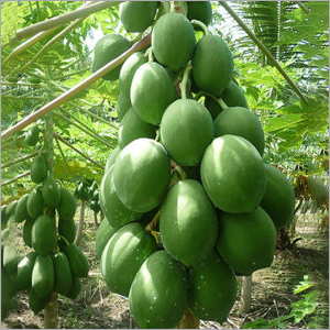 Papaya Plant - Carica Papaya Variety | Eco-Friendly Ingredients for Folk Medicine Applications