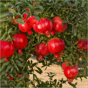 Pomegranate Plant - Punica Granatum Variety | Eco-Friendly, Rich in Antioxidants, Anti-Inflammatory Benefits, Promotes Digestion, Provides Vitamin C