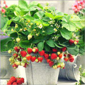 Strawberry Plant - Eco-Friendly, Fragaria ananassa Variety , Trusted Quality with Rigorous Testing Prior to Dispatch