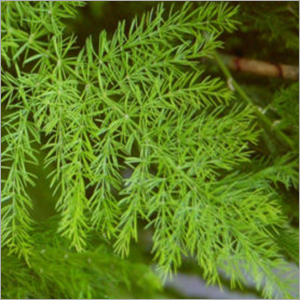 Shatavari Plant - Green Variety | Antioxidant Rich, Immune Booster, Anti-inflammatory, Eco-Friendly
