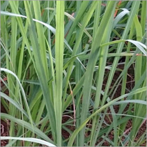 Lemongrass Plant - Green Leaves Variety | Eco-Friendly, Expertly Sourced for Aromatic Uses in Culinary and Medicinal Applications