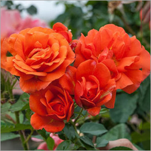 Rose Plant - Ornamental Variety Eco-Friendly Features with Vibrant Flowers for Garden & Indoor Decor Landscape Use and Perfume Production