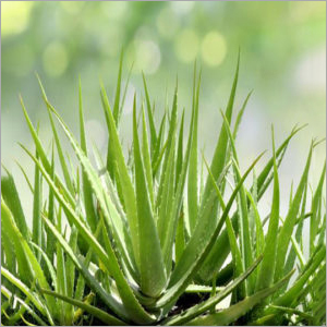 Aloe Vera Plant - Variable Height and Leaf Dimensions, Well-drained Soil, Full Sun Exposure, Moderate Water Needs | Antibacterial, Antioxidant Rich, Boosts Immunity, Soothes Burns, Healing Properties