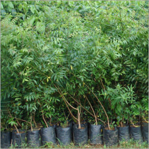 Neem Plant - Green Leaves | Eco-Friendly Variety, Supports Various Applications, Suitable for Diverse Uses