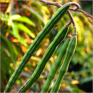 Drumstick Plant