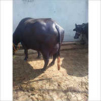 Female Murrah Buffalo
