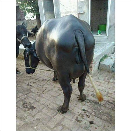 Female Black Murrah Buffalo