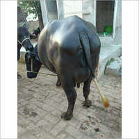 Female Black Murrah Buffalo