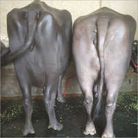 Murrah Buffalo