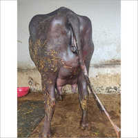 Brown Murrah Buffalo