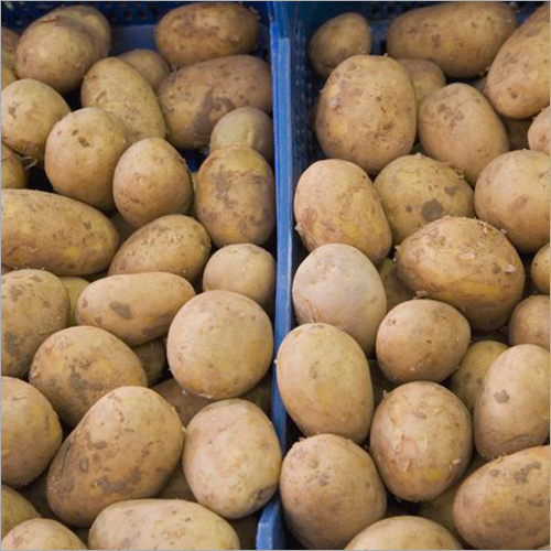Fresh Potato