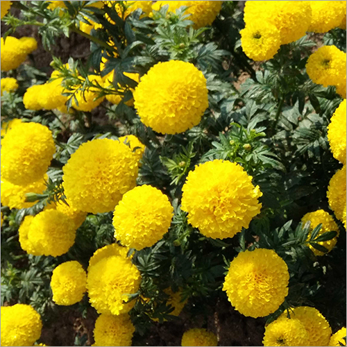 Marigold Seed