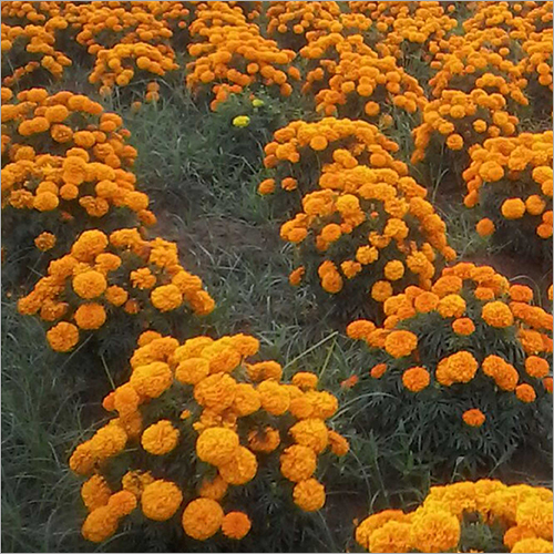 Classic Marigold Seed