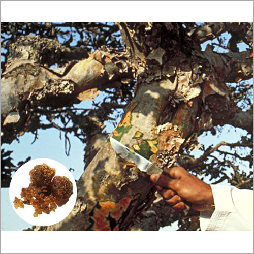 Boswellia Serrata Extract Grade: Ayurvedic
