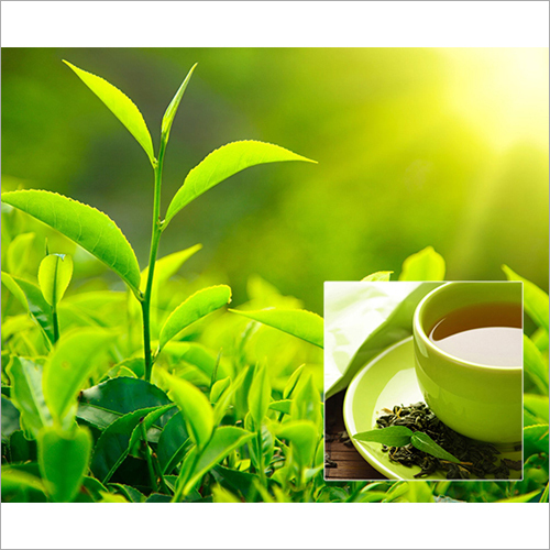 Green Tea Extract