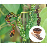 Black Pepper Oleoresin Extract Grade: Ayurvedic