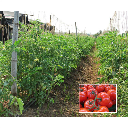 Tomato Extract By SRIVARI NATURAL HERBS