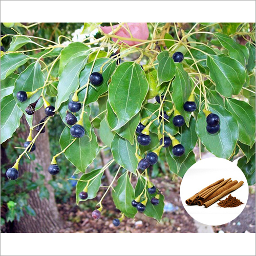 Cinnamon Extract