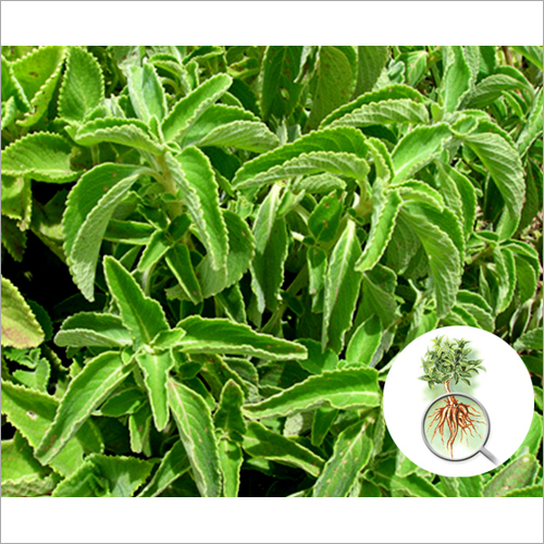 Coleus Extract Grade: Ayurvedic
