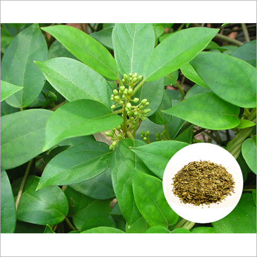 Gymnema Sylvestre Extract - Ayurvedic Herbal Extract | Dry Place Storage, Suitable for Personal Use