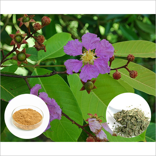 Herbal Product Lagerstroemia Speciosa Extract