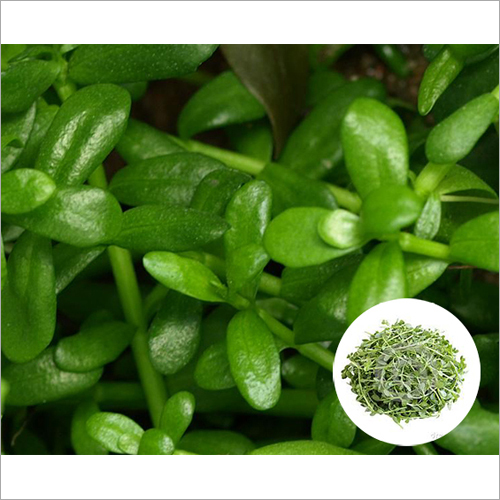 Herbal Product Bacopa Monnieri Extract