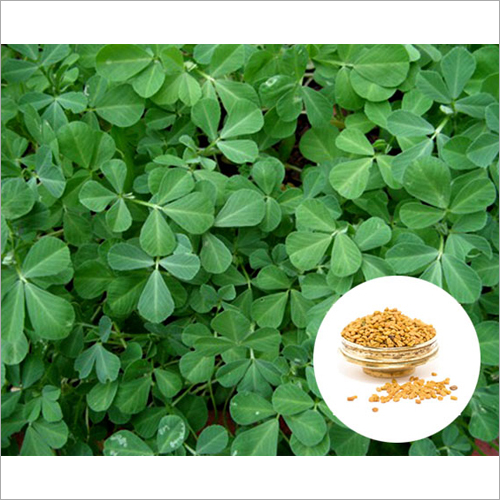 Herbal Product Fenugreek Extract
