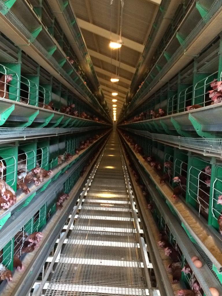 Zucami Commercial Layer Battery Cage System