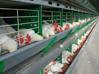 Zucami Commercial Layer Battery Cage System