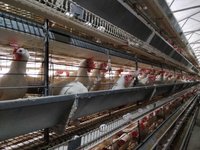 Omega Commercial Layer Battery Cage System