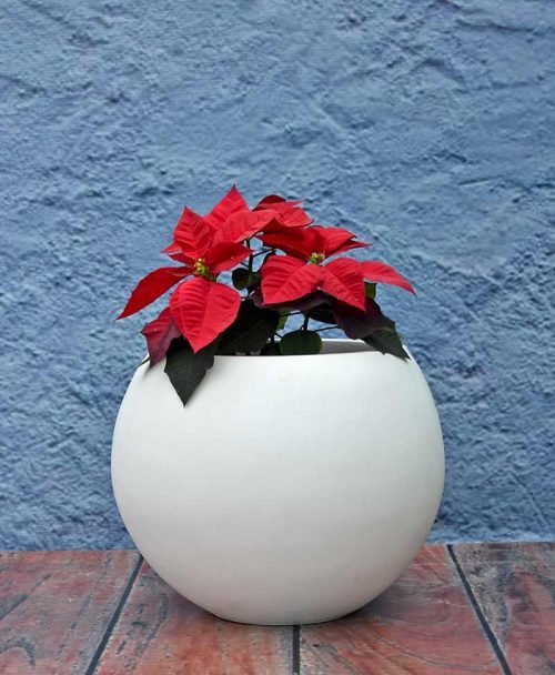 FRF Flower Pot