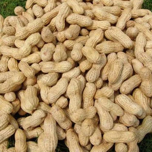 Fresh Groundnut