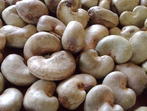 Tanzania Raw Cashew Nuts Cashew Nuts in Shell