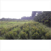 Natural Guava Plants