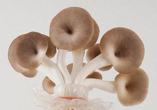 Oyster Mushroom In Brine (Chef's Choice)