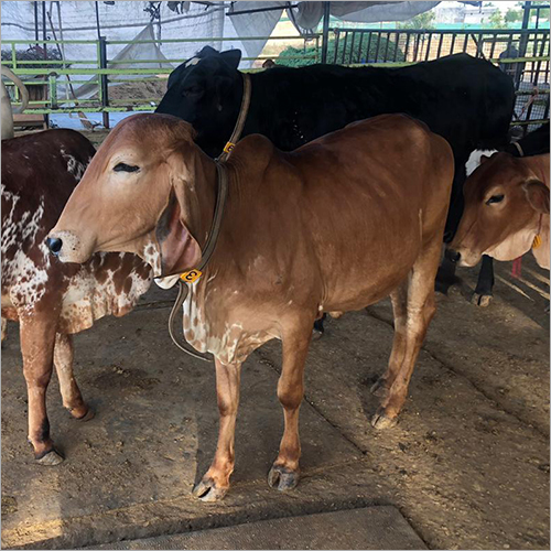Indian HF Cow