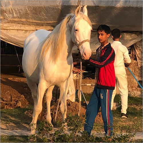 Pure Nukra Horse