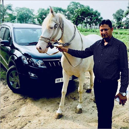 Nukra White Horse