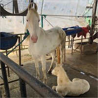 Filly White Horse