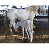 Filly White Horse
