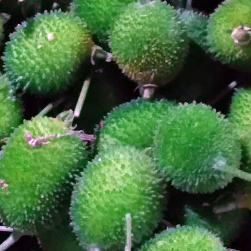 Teasel Gourd Shelf Life: 1 Week