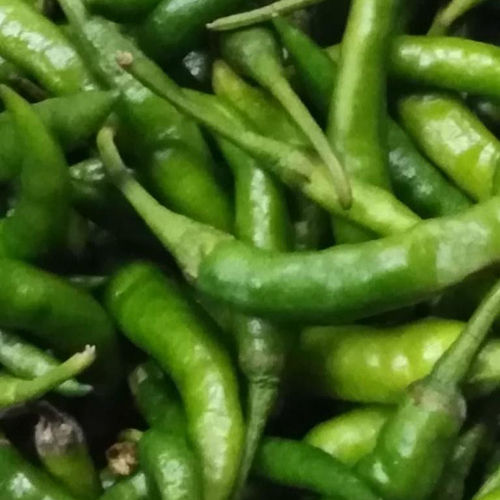 Green Chilli Moisture (%): 14 %