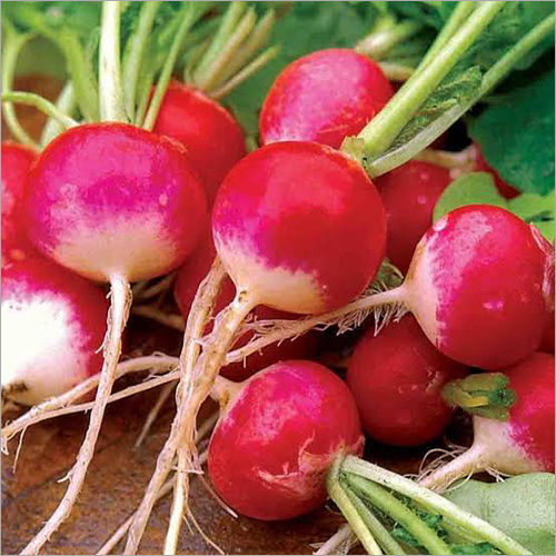 Fresh Radish