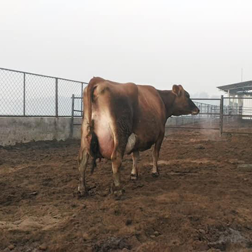 Jerysey Dairy Cow