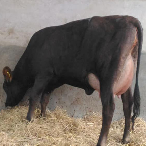 Pure Jersey Cow