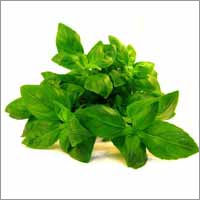 Holy Basil Oil