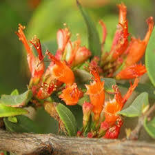 Dhataki Extract Direction: As Advised By Physician