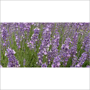 Lavender Kashmir Oil
