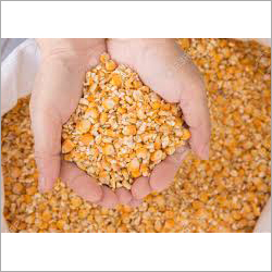 Maize Corn