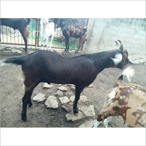 Black Ajmeri Goat